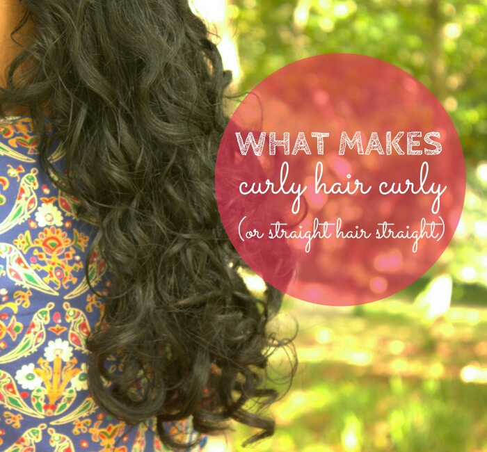 What makes curly hair curly (or straight hair straight) -  CurlsandBeautyDiary