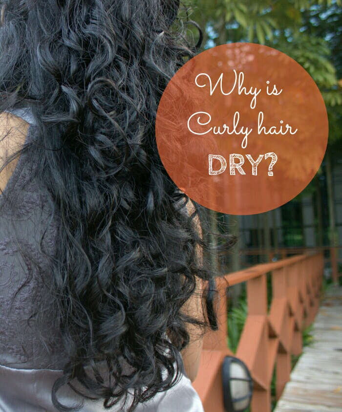 Why is curly hair dry? - CurlsandBeautyDiary