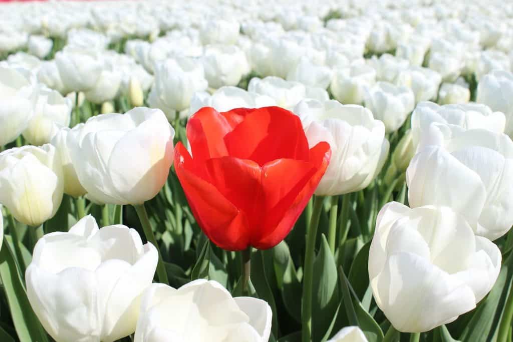A Guide to Visiting the Flower Fields near Keukenhof, Netherlands - Tulips and more! - image FlowerFields_near_Keukenhof11_tulips-1024x683 on https://www.curlsandbeautydiary.com