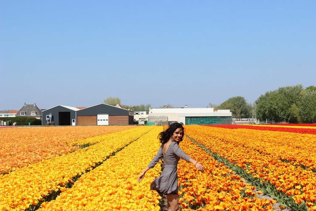 A Guide to Visiting the Flower Fields near Keukenhof, Netherlands - Tulips and more! - image FlowerFields_near_Keukenhof15_tulips-1024x683 on https://www.curlsandbeautydiary.com