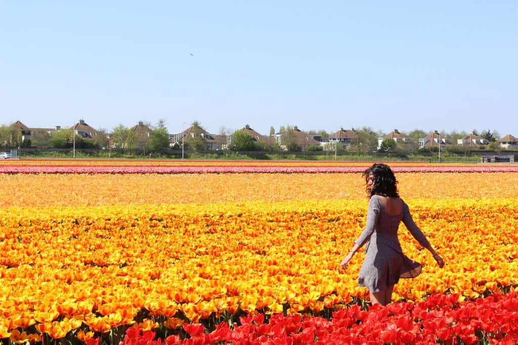A Guide to Visiting the Flower Fields near Keukenhof, Netherlands - Tulips and more! - image FlowerFields_near_Keukenhof16_tulips-1024x683 on https://www.curlsandbeautydiary.com