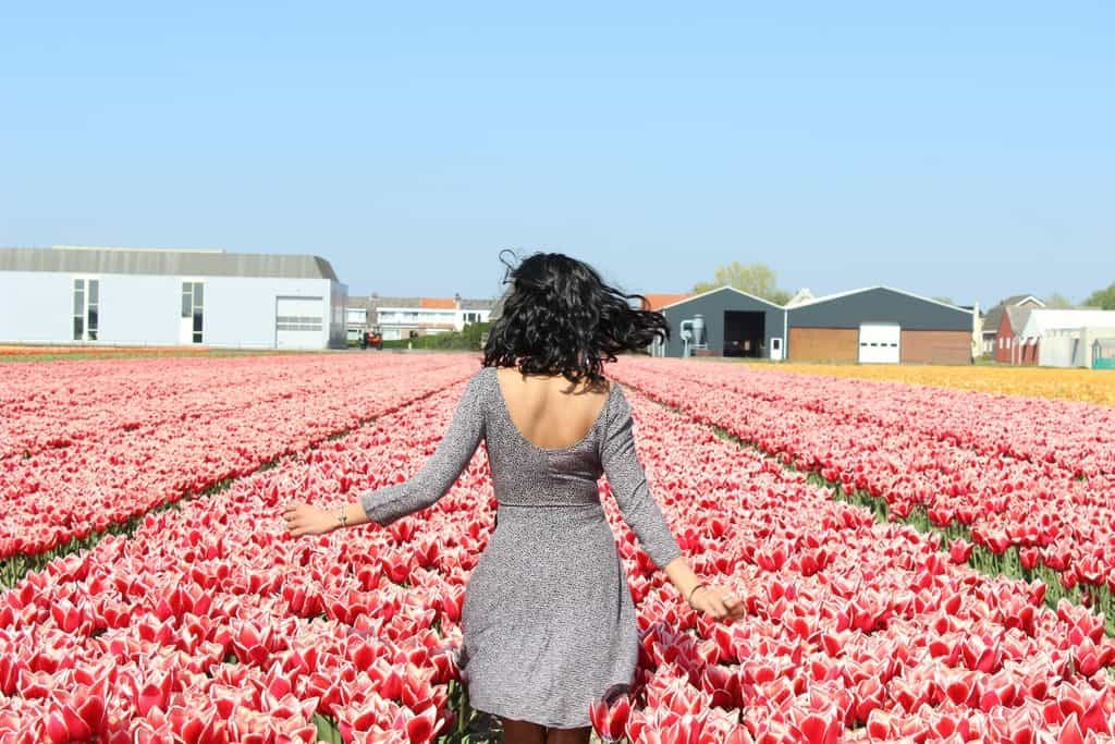 A Guide to Visiting the Flower Fields near Keukenhof, Netherlands - Tulips and more! - image FlowerFields_near_Keukenhof17_tulips-1024x683 on https://www.curlsandbeautydiary.com