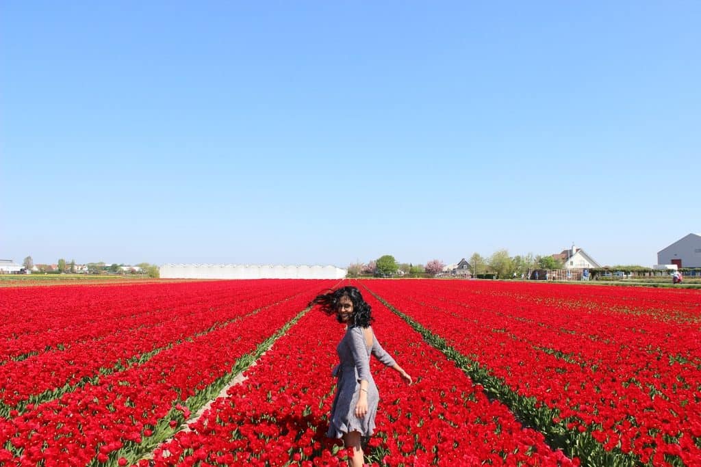 A Guide to Visiting the Flower Fields near Keukenhof, Netherlands - Tulips and more! - image FlowerFields_near_Keukenhof18_tulips-1024x683 on https://www.curlsandbeautydiary.com