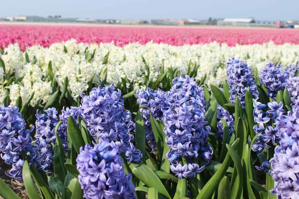 A Guide to Visiting the Flower Fields near Keukenhof, Netherlands - Tulips and more! - image FlowerFields_near_Keukenhof3-1024x683 on https://www.curlsandbeautydiary.com