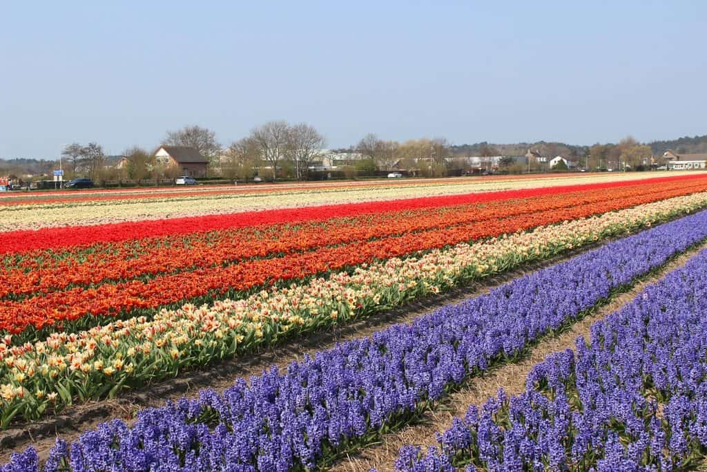A Guide to Visiting the Flower Fields near Keukenhof, Netherlands - Tulips and more! - image FlowerFields_near_Keukenhof4-1024x683 on https://www.curlsandbeautydiary.com