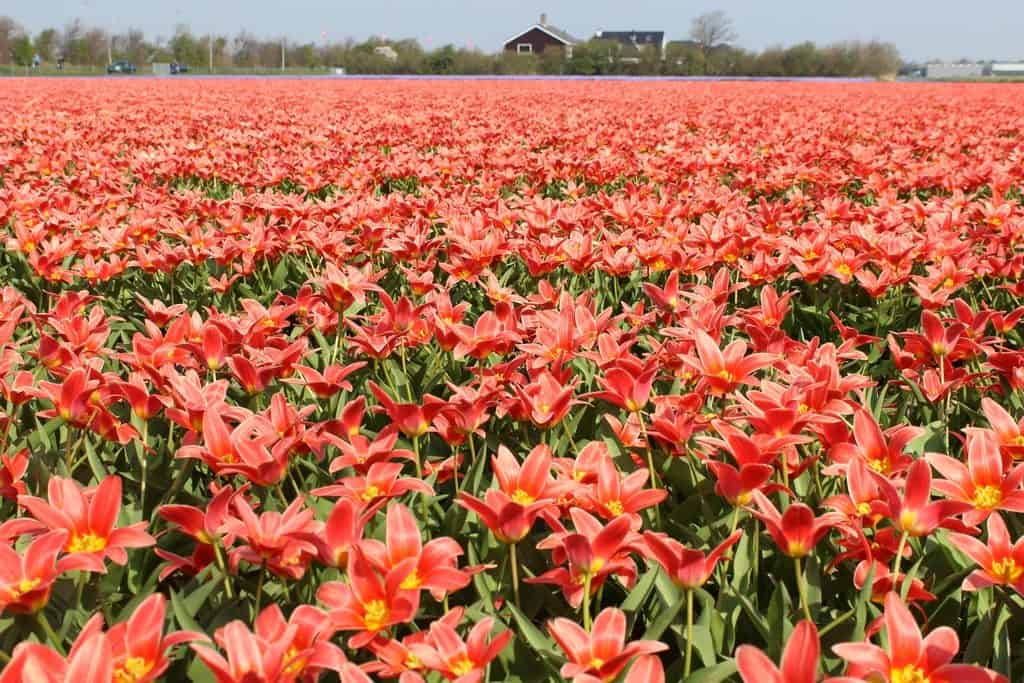 A Guide to Visiting the Flower Fields near Keukenhof, Netherlands - Tulips and more! - image FlowerFields_near_Keukenhof6-1024x683 on https://www.curlsandbeautydiary.com