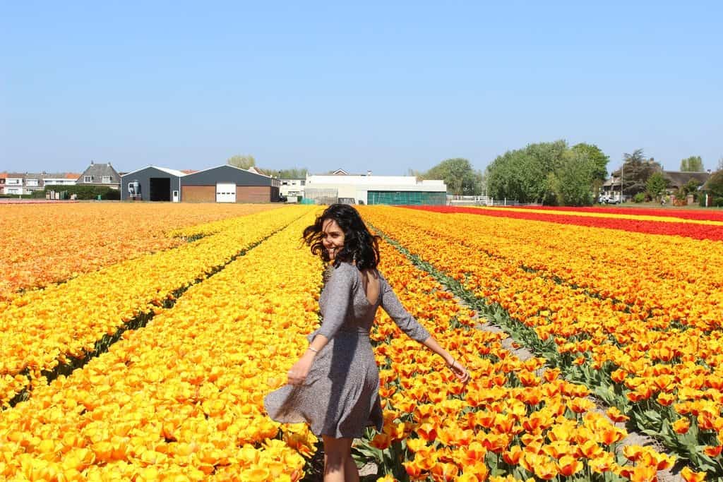 A Guide to Visiting the Flower Fields near Keukenhof, Netherlands - Tulips and more! - image tulips_Keukenhof3-1024x683 on https://www.curlsandbeautydiary.com