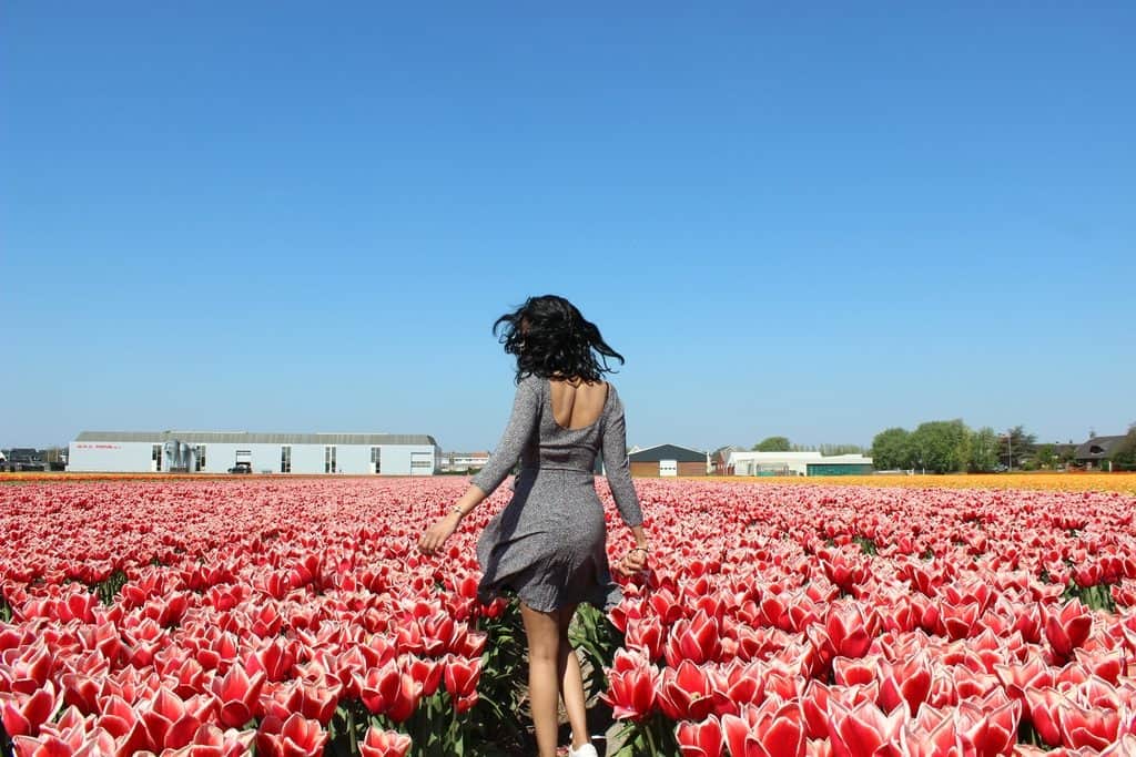 A Guide to Visiting the Flower Fields near Keukenhof, Netherlands - Tulips and more! - image tulips_Keukenhof6-1024x683 on https://www.curlsandbeautydiary.com